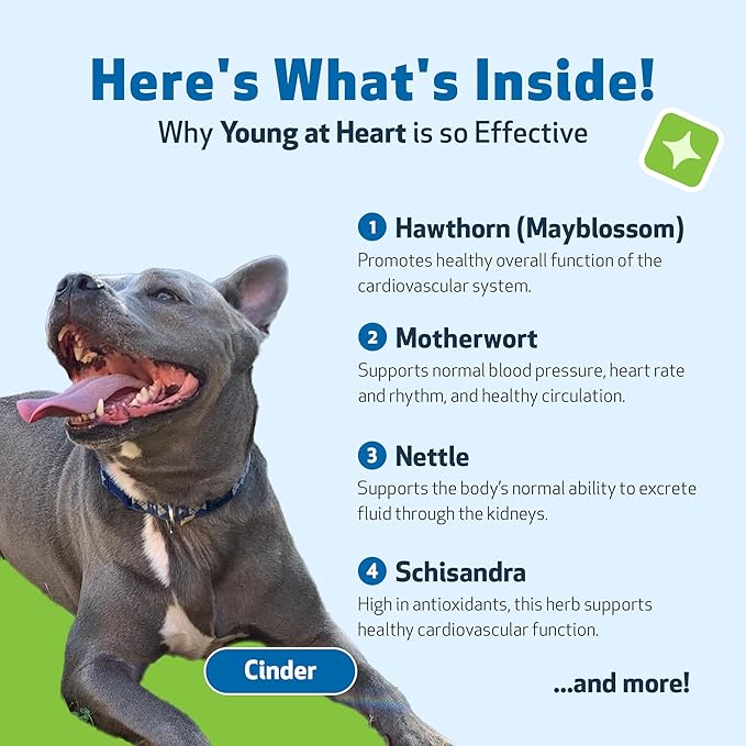 Young at Heart by Pet Wellbeing – Herbal Heart Support for Senior Dogs, Circulation & Cardiovascular Wellness